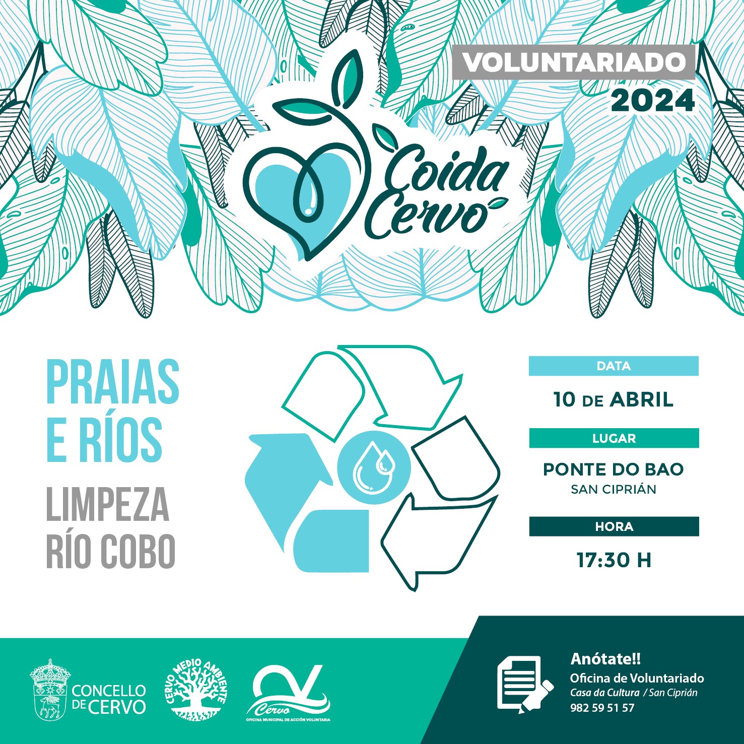 Coida Cervo, Cervo ao carón do voluntariado