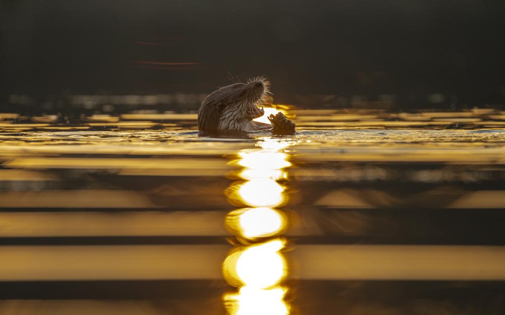 CENA AO ATARDECER
